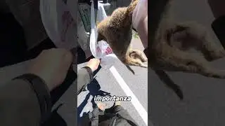 Raccoglie i Randagi per Dar Loro Rispetto