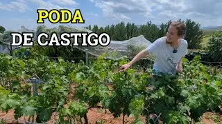 PODA EN VERDE PARA PRINCIPIANTES. CONSEJOS DEL EXPERTO