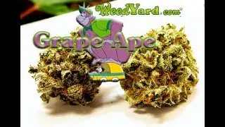 Grape Ape medical marijuana - www.WeedYard.com