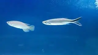 Apollo shark Untuk Tank Mate Arwana Jardini