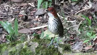 Chestnut crowned Antpitta - Birds of Colombia | Grallaria ruficapilla - Aves de Colombia.