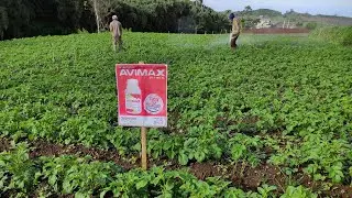 #trips#petani#kentang mengatasi hama trips pada tanaman kentang menggunakan insektisida AVIMAX