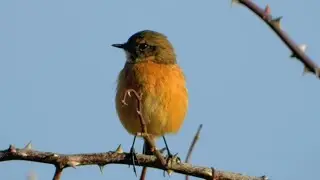 RSPB Frampton Marsh: 5/2/2023