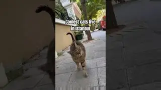 Istanbul streets are home to the coolest stray cats in the world 🐈🐈 #cat #stray #istanbul