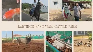 Magestic Mayilai Cow || Horse 🐎 Riding || Bantham Chicks || Episode -160