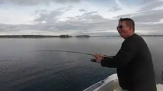 Top Water Action Catching Gator Blues