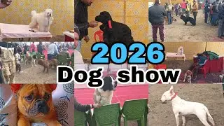 2026 Dog Show Full Video | Massive Dog Market | Rare & Premium Dog Breeds