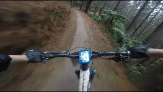Te Poaka in the Rain?? (Rotorua, New Zealand)