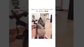 When you have 2 huskies and 1 labrador #shorts #dogs