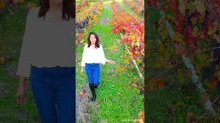 Autumn in Perth Swan Valley  Australia
