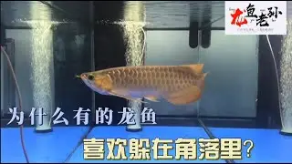 #129 为什么有很多小龙鱼喜欢躲在角落里？
