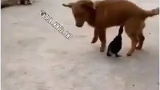 Funny duck bite dog d*ck must watch