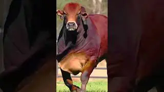 Haider Haidar #animal #cowvideos #cow
