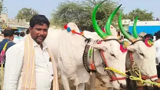 ఏమ్మిగనూరు సంతలో_Milkteeth Khilari bull's price_Yemmiganur Market video's 