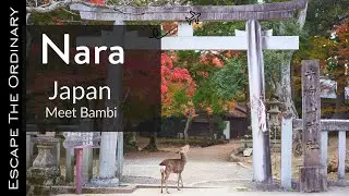 Nara, Japan 2020