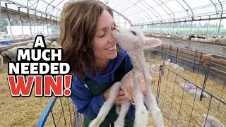 SUMMER LAMBING DIARIES 9 ~ TWO devastating losses, but ONE much needed win.