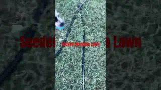 #lawncare #viralvideo #trending #video #funny #lawn #history #shorts #bermuda #grass #seed