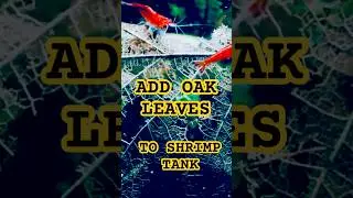 Why You Need OAK LEAVES in Your Shrimp Tank! | Neocaridina Aquarium Tips