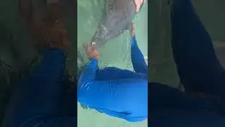 Dolphin interaction at AKR.