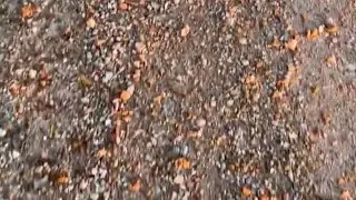 🪨Walk Crunch🪨 #trails #gravel #walkingpath #asmr #dogvideos #pathway #walkingsounds #naturetrails