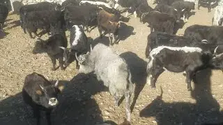 REAL FARM ANIMAL SOUNDS WITHOUT MUSIC  ||Animals Earth ||