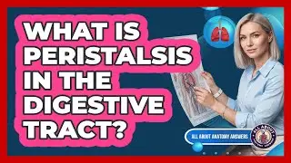 What Is Peristalsis In The Digestive Tract?