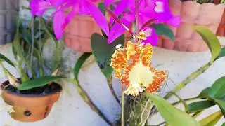 ORQUÍDEAS PSYCHOPSIS.