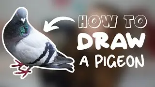 How to draw a Pigeon!