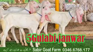 5 Gulabi janwar 2026 Mele wala janwar 