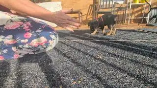 Fix learning Sit and Stand and Hand Touch - Border Terrier 