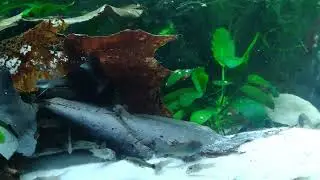 Aquarium madness *a fish instrumental