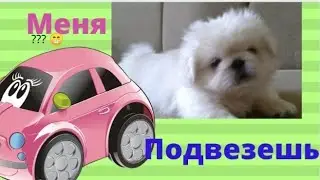 Смешной Белый пикинес 😁😁😁Lovely White dog #dogs#fun#shorts#smile#sparcling#youtube