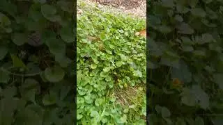 piruk kangsu chaba haorani