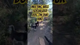 We Met a Well Socialized Dog On Our Hike #dog #dogs #petlovers #offleash