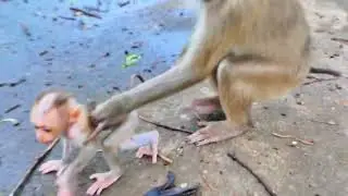 So Funny! Baby Monkey Clings to Mom While She Runs Fast