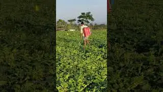 Mangalore cucumber farming (M C)