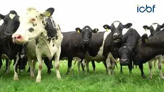 How genotyping is boosting profitability for Co. Tipperary dairy farmer