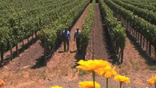 A New Milestone in the Legacy of Stag's Leap Wine Cellars