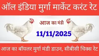 11/11/2025 aaj ka boiler Murga mandi rate thok rate bhav //CBC chicks rate🐣🐣
