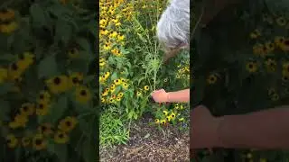 Rudbeckia Triloba is important to our farm for a couple of reasons.  #flowerfarmingschool
