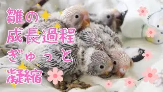 セキセイインコ赤ちゃん成長過程まとめ