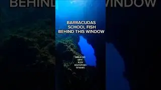 TRY DIVE FOR BEGINNERS IN TENERIFE 🤙 www.diveloverstenerife.com #tenerife #teneryfa #scubadiving