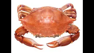 Nutrition Facts of CRAB