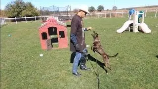 Pit Bull Attacking? or Toy Obsession - DOG INTERVENTION Dog Whispering BIG CHUCK MCBRIDE
