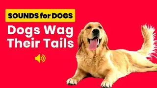 Sounds That Make Dogs Wag Their Tails 🐶