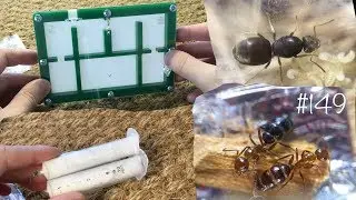 Опять что-то прислали  🐜 Lasius neglectus