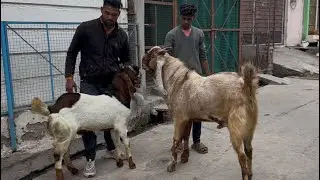 Mashallah quality goat big size bullet bakre saste me loot lo start 18000