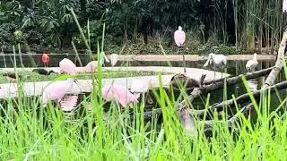 Hong Leong Foundation Crimson Wetlands - Bird Paradise
