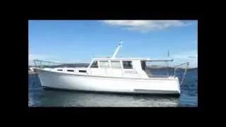 Termites in a boat at Manly 2015