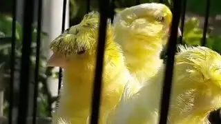 Canary padovan & crest wonderful 😍❤